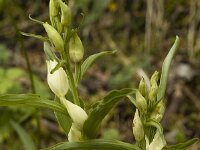 Cephalanthera damasonium 3, Bleek bosvogeltje, Saxifraga-Marijke Verhagen