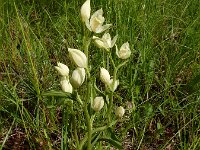 Cephalanthera damasonium 32, Bleek bosvogeltje, Saxifraga-Ed Stikvoort