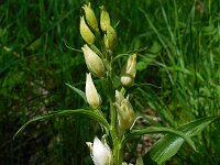 Cephalanthera damasonium 9, Bleek bosvogeltje, Saxifraga-Ed Stikvoort