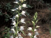 Cephalanthera epipactoides