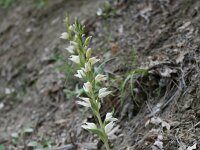 Cephalanthera epipactoides 2, Saxifraga-Dirk Hilbers