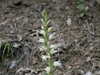 Cephalanthera epipactoides 5, Saxifraga-Dirk Hilbers