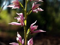 Cephalanthera kurdica