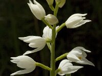 Cephalanthera longifolia, Narrow-leaved Helleborine