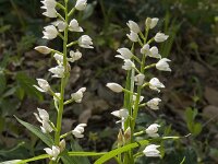 Cephalanthera longifolia 19, Wit bosvogeltje, Saxifraga-Willem van Kruijsbergen