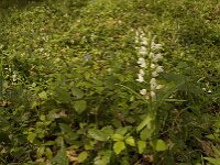 Cephalanthera longifolia 21, Wit bosvogeltje, Saxifraga-Jan van der Straaten