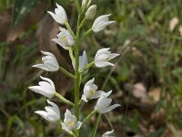 Cephalanthera longifolia 22, Wit bosvogeltje, Saxifraga-Willem van Kruijsbergen
