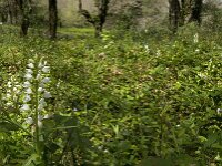 Cephalanthera longifolia 25, Wit bosvogeltje, Saxifraga-Willem van Kruijsbergen