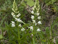 Cephalanthera longifolia 34, Wit bosvogeltje, Saxifraga-Willem van Kruijsbergen