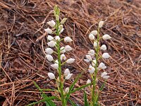 Cephalanthera longifolia 35, Wit bosvogeltje, Saxifraga-Hans Dekker