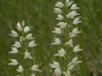 Cephalanthera longifolia 4, Wit bosvogeltje, Saxifraga-Jan van der Straaten