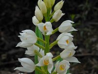 Cephalanthera longifolia 41, Wit bosvogeltje, Saxifraga-Ed Stikvoort