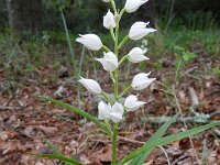 Cephalanthera longifolia 49, Wit bosvogeltje, Saxifraga-Rutger Barendse