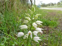Cephalanthera longifolia 51, Wit bosvogeltje, Saxifraga-Rutger Barendse