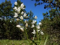 Cephalanthera longifolia 55, Wit bosvogeltje, Saxifraga-Ed Stikvoort