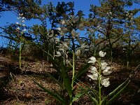 Cephalanthera longifolia 56, Wit bosvogeltje, Saxifraga-Ed Stikvoort