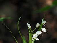 Cephalanthera longifolia 58, Wit bosvogeltje, Saxifraga-Mark Zekhuis