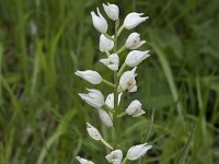 Cephalanthera longifolia 60, Wit bosvogeltje, Saxifraga-Willem van Kruijsbergen