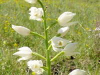 Cephalanthera longifolia 69, Wit bosvogeltje, Saxifraga-Hans Grotenhuis