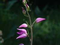 Cephalanthera rubra, Red Helleborine