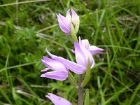Cephalanthera rubra 11, Rood bosvogeltje, Saxifraga-Jasenka Topic