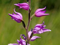 Cephalanthera rubra 12, Rood bosvogeltje, Saxifraga-Hans Dekker