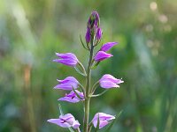Cephalanthera rubra 13, Rood bosvogeltje, Saxifraga-Bart Vastenhouw