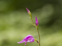 Cephalanthera rubra 14, Rood bosvogeltje, Saxifraga-Jan Nijendijk