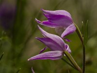 Cephalanthera rubra 15, Rood bosvogeltje, Saxifraga-Jan Nijendijk
