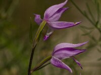 Cephalanthera rubra 16, Rood bosvogeltje, Saxifraga-Jan Nijendijk