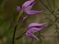 Cephalanthera rubra 17, Rood bosvogeltje, Saxifraga-Jan Nijendijk