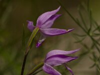 Cephalanthera rubra 18, Rood bosvogeltje, Saxifraga-Jan Nijendijk