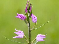 Cephalanthera rubra 19, Rood bosvogeltje, Saxifraga-Bart Vastenhouw