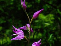 Cephalanthera rubra 23, Rood bosvogeltje, Saxifraga-Ed Stikvoort