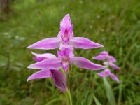 Cephalanthera rubra 24, Rood bosvogeltje, Saxifraga-Ed Stikvoort