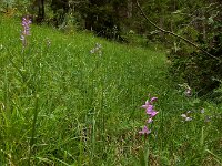 Cephalanthera rubra 27, Rood bosvogeltje, Saxifraga-Ed Stikvoort