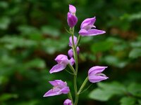 Cephalanthera rubra 28, Rood bosvogeltje, Saxifraga-Dirk Hilbers