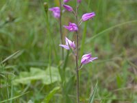 Cephalanthera rubra 38. Rood bosvogeltje, Saxifraga-Luuk Vermeer