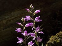 Cephalanthera rubra 4, Rood bosvogeltje, Saxifraga-Jan van der Straaten