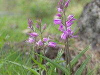 Cephalanthera rubra 41. Rood bosvogeltje, Saxifraga-Luuk Vermeer