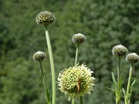 Cephalaria alpina, Yellow Cephalaria