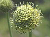 Cephalaria alpina 3, Saxifraga-Marijke Verhagen
