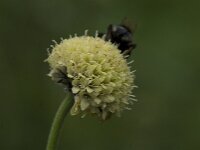 Cephalaria alpina 6, Saxifraga-Willem van Kruijsbergen