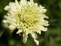 Cephalaria brevipalea