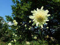 Cephalaria gigantea 15, Saxifraga-Ed Stikvoort