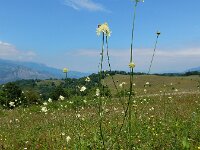 Cephalaria gigantea 16, Saxifraga-Ed Stikvoort