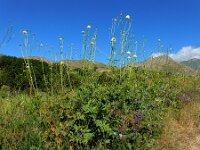 Cephalaria gigantea 17, Saxifraga-Ed Stikvoort