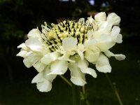 Cephalaria gigantea 5, Saxifraga-Ed Stikvoort