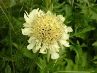 Cephalaria gigantea 6, Saxifraga-Ed Stikvoort