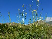 Cephalaria gigantea 8, Saxifraga-Ed Stikvoort